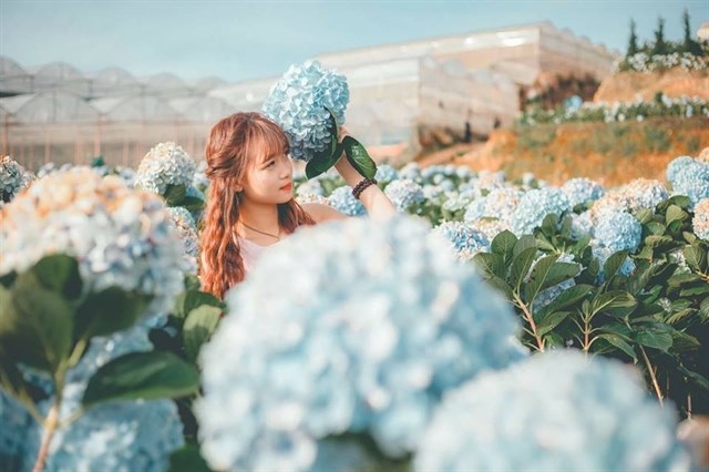 Đi khám phá vườn hoa Cẩm Tú Cầu đẹp nhất tại Đà Lạt